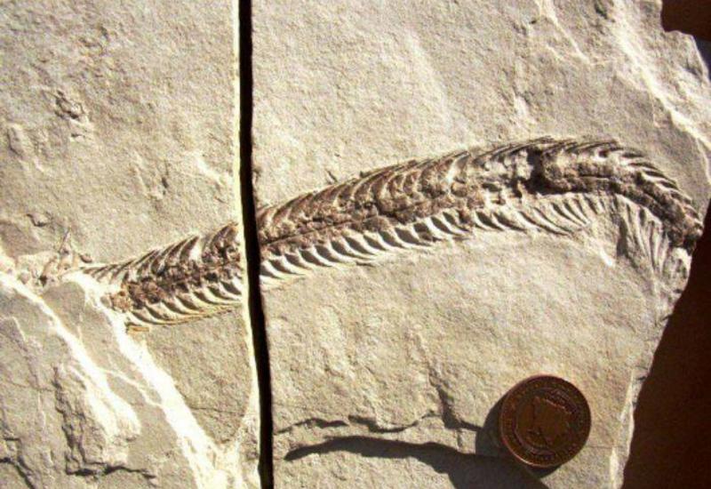 U Hercegovini pronađen fosil zmije iz mezozoika