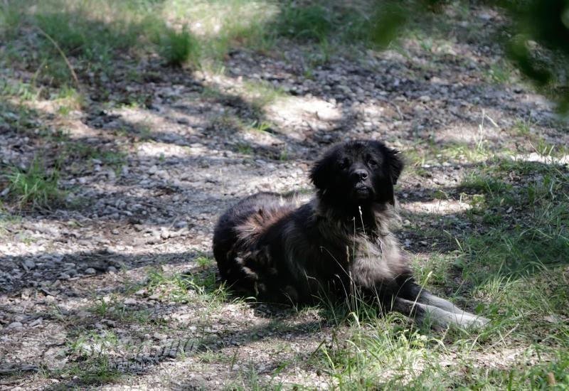 Ispred kuće u kojoj je sam živio stradali ostao je samo njegov pas - Bučići: U požaru poginula jedna osoba