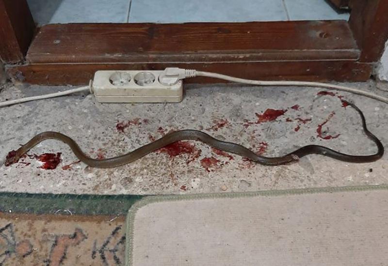 Ljubušak u kući ubio zmiju