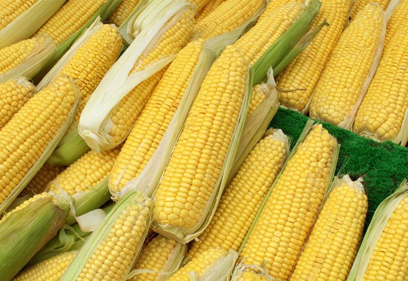 Evo kako skuhati najslađi i najukusniji kukuruz