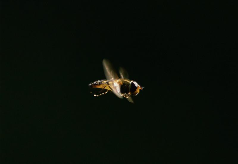 Ubod pčele - simptomi alergije
