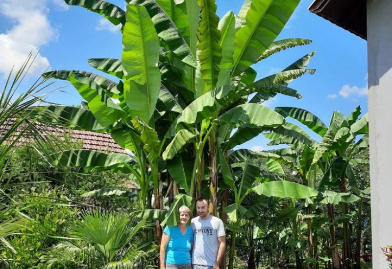 U Liješnici i dalje uspijeva desetak vrsta banana, od kojih su neke visoke i sedam metara, ali i palme... - Banane rodile u Maglaju