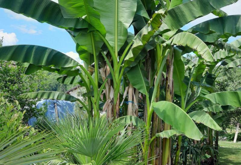 Ove godine rodilo je pet stabala - Banane rodile u Maglaju