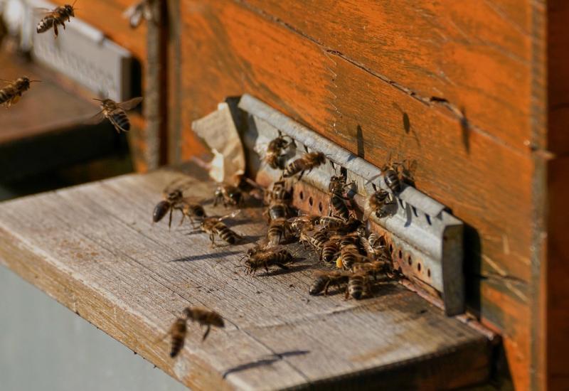 Pčelinjak otkriven nakon što je med počeo curiti po zidovima