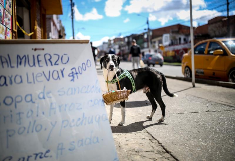 Pas 'Nino' u vrijeme pandemije obavlja kupovinu i pomaže vlasniku