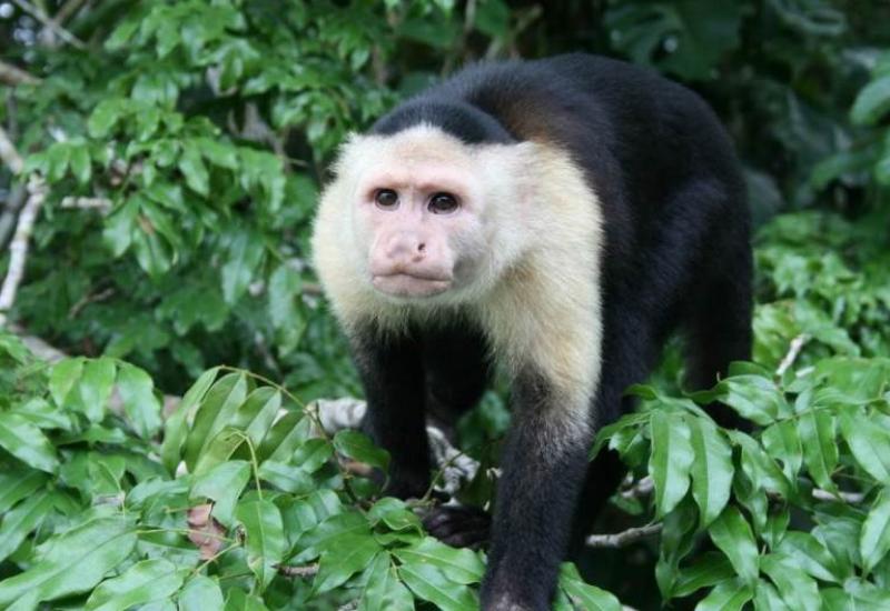 Čudno ponašanje majmuna u Costa Rici