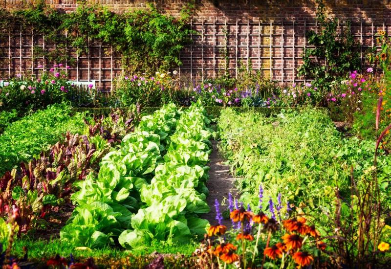 Sadnja u vrtu - Nutricionistica za Bljesak.info: Kako prehranom ojačati imunitet