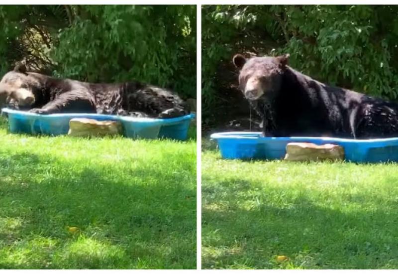 U dvorištu pronašla medvjeda kako se odmara u bazenu za napuhavanje