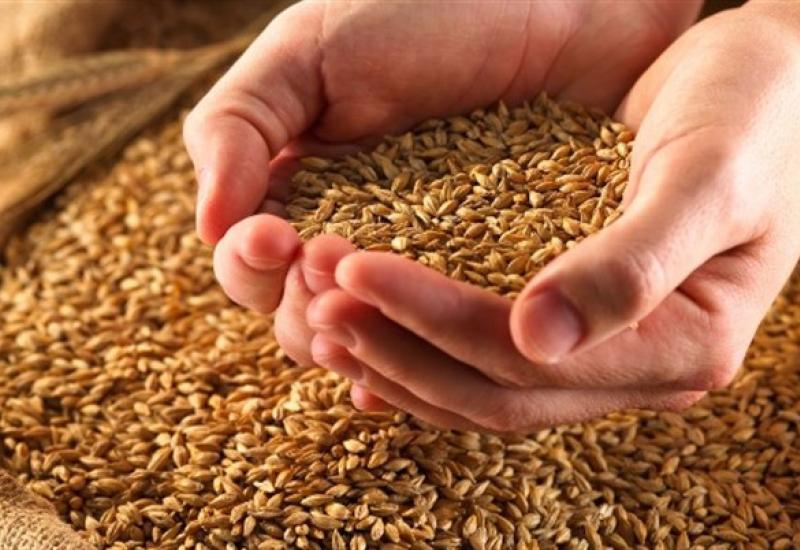 U Tomislavgradu ove jeseni sijat će se kvalitetna pšenica
