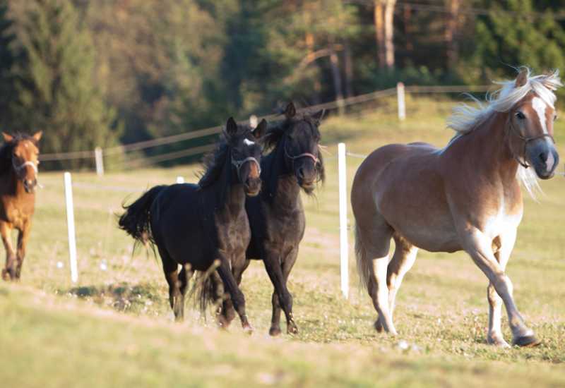 U Sloveniji predstavljan 'Bosanski brdski konj'