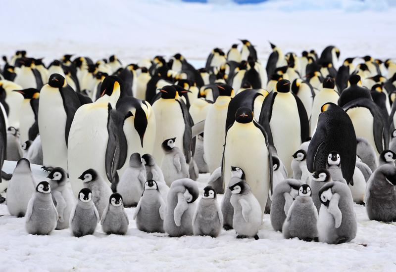 Sateliti otkrili nove kolonije carskih pingvina
