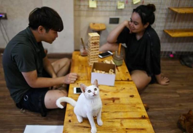 U vijetnamskom kafiću uz kavu se može dobiti i mačka