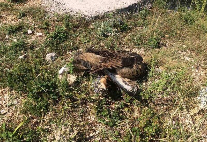 Kod Mostara: Zaštićena sova Ušara nastradala od strujnog udara