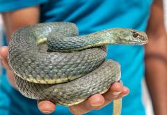 Lovom na zmije prehranjuje obitelj