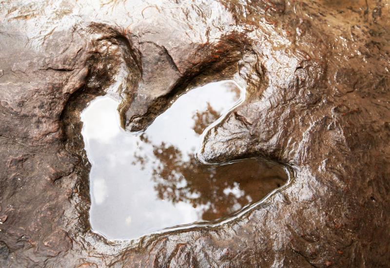 Tragovi ranog dinosaura pronađeni na plaži