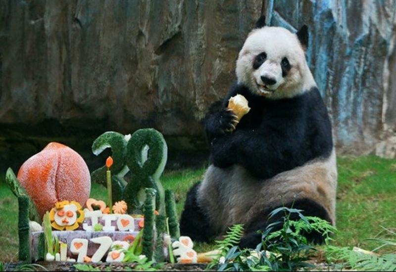 Najstarija panda na svijetu - Najstarija panda na svijetu u zoološkom vrtu proslavila 38 rođendan