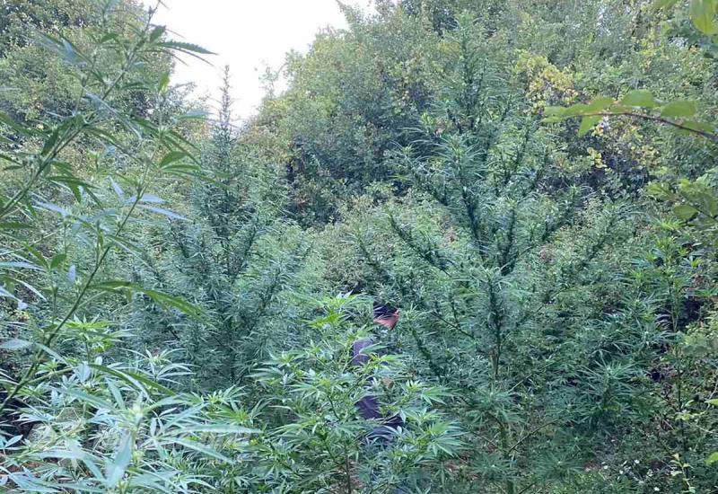 Otkrivena šumica marihuane kod Čitluka