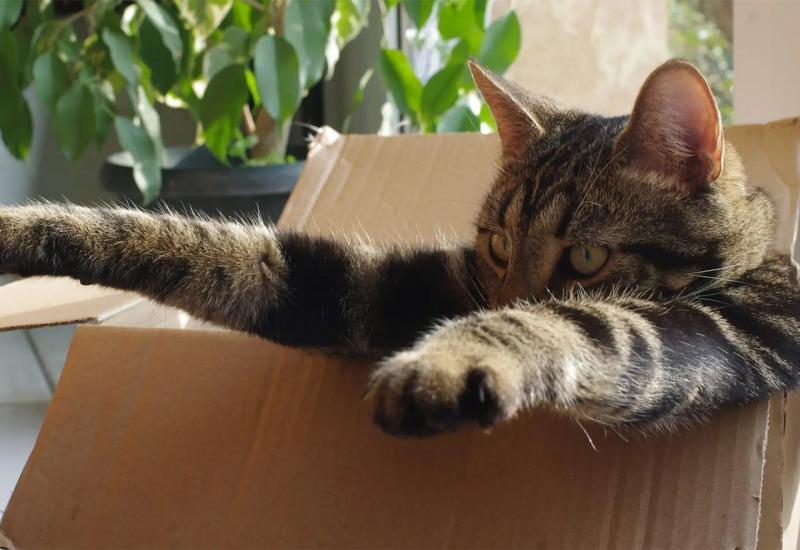 Znate li zašto se mačke toliko vole skloniti u kartonsku kutiju?