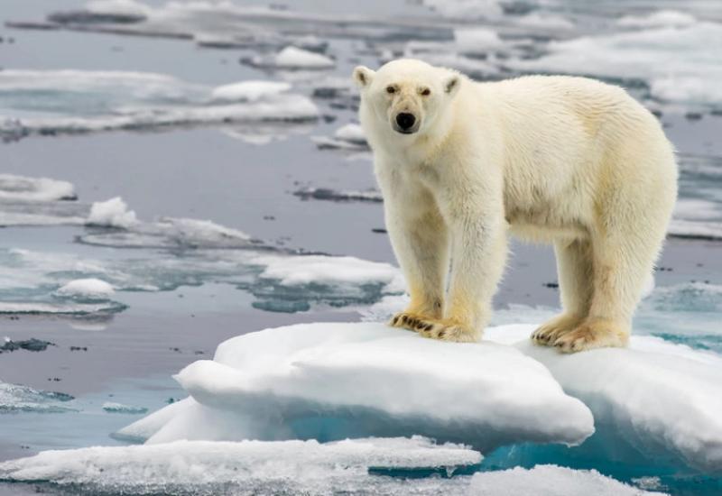Polarni medvjed - Polarni medvjed ubio čovjeka u norveškom arktičkom arhipelagu Svalbard