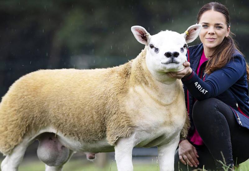 Prodana najskuplja ovca na svijetu