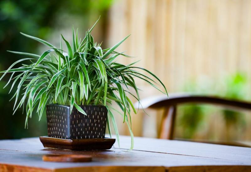 5 najboljih biljaka za uredske stolove