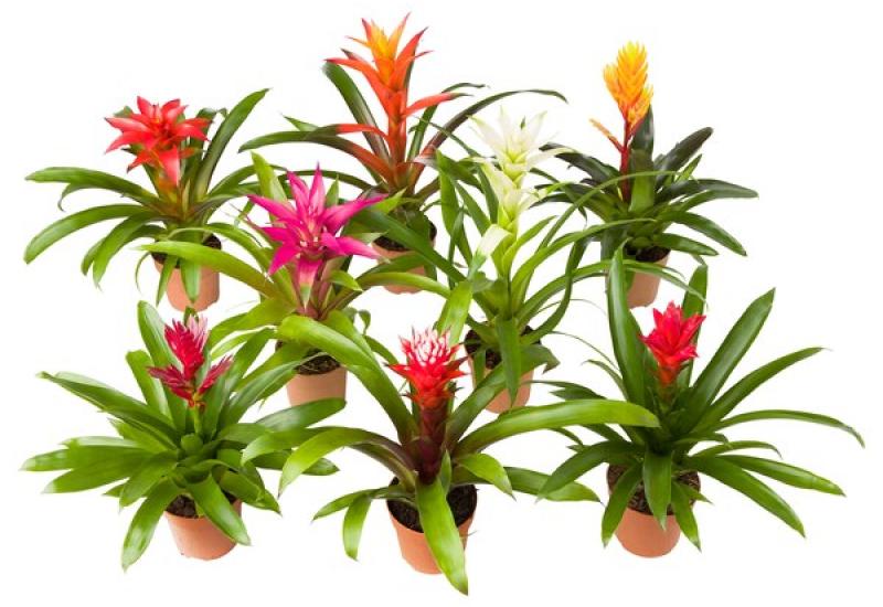 Bromeliaceae - Koja je biljka najbolja za vaš dom prema horoskopskom znaku?