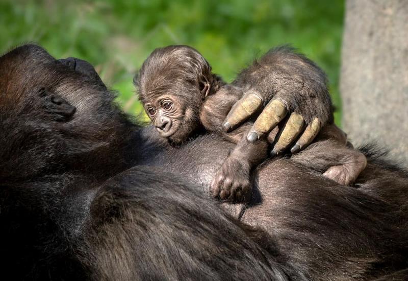 Baby boom rijetkih gorila u Ugandi
