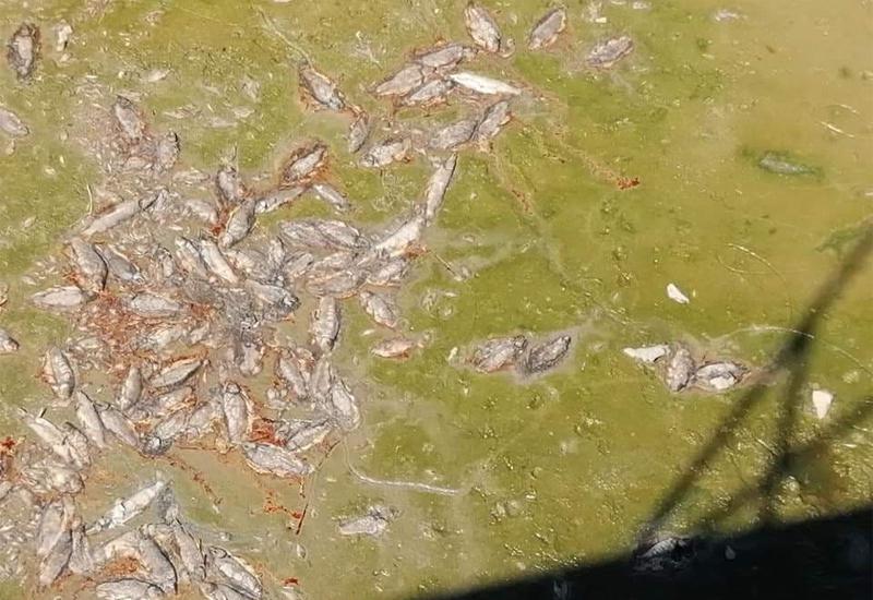 Pomor ribe u Grudama - Pomor ribe u Grudama
