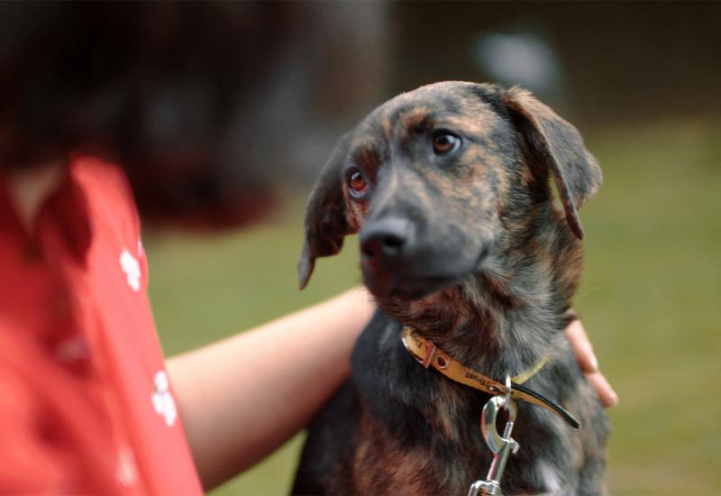 Dogs Trust: Osuda brutalnosti u zeničkom skloništu, sankcionirati odgovorne!