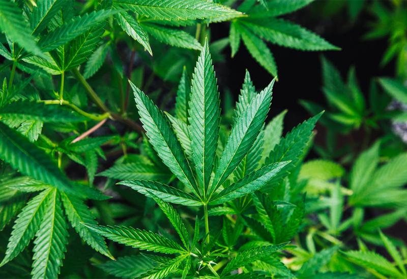 Pronađeni nasadi marihuane u Čitluku