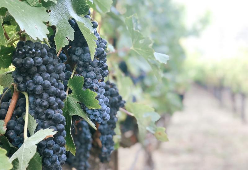 Ipak stiglo uvozno grožđe, domaći vinogradari ogorčeni