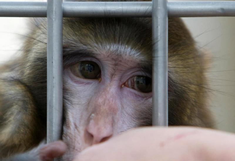 Globalna utrka za cjepivom protiv Covida urokovala nestašicu majmuna