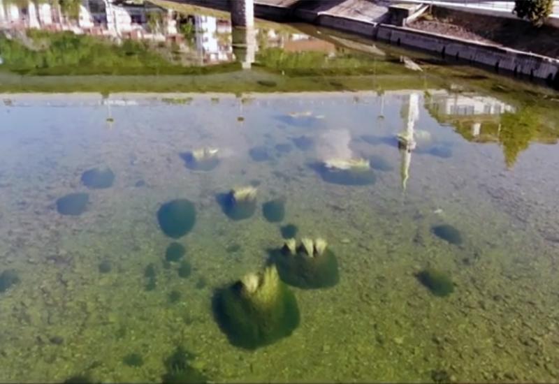 Alge u rijeci Neretvi - Invazivna alga pojavila se u Neretvi, zagađenje mogući krivac