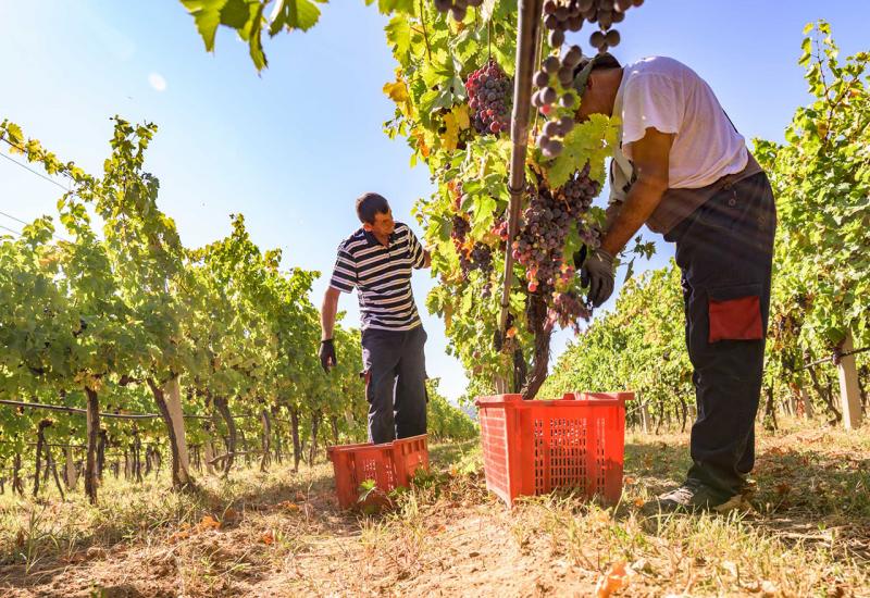 Europska unija pomaže modernizaciju bh. vinarstva