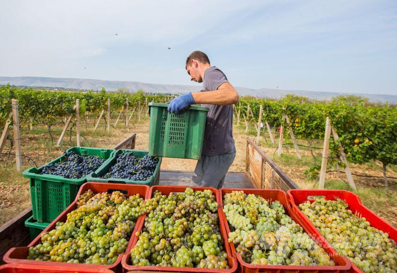 Uredno složene pune košare ubranog grožđa - Carski vinogradi berba trganje grožđe vino vinova loza mostar