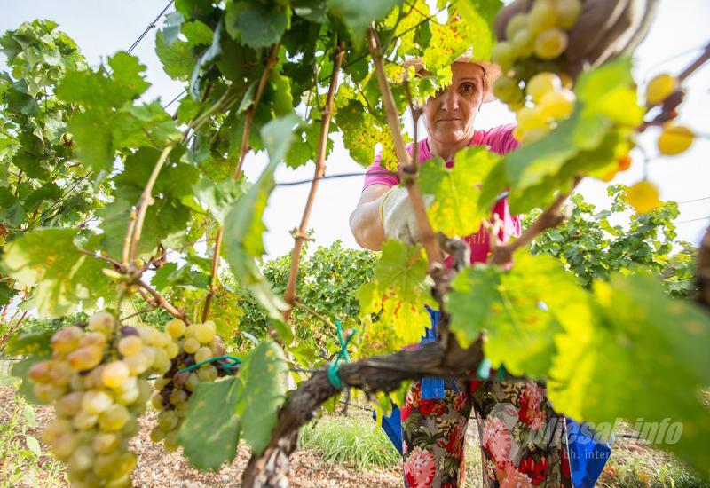 Trganje grožđa u Carskim vinogradima - Carski vinogradi berba trganje grožđe vino vinova loza mostar