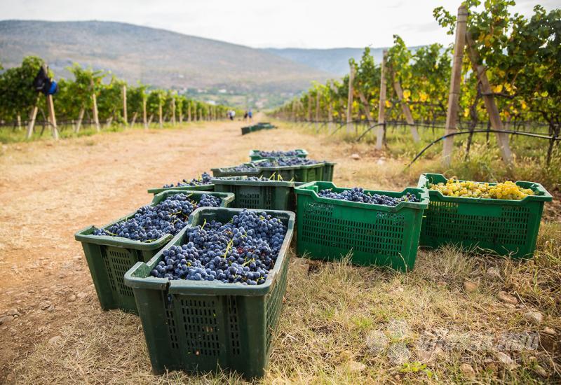 Od tehnološki zrelog i zdravog grožđa možemo očekivati i pravo vino - Carski vinogradi berba trganje grožđe vino vinova loza mostar