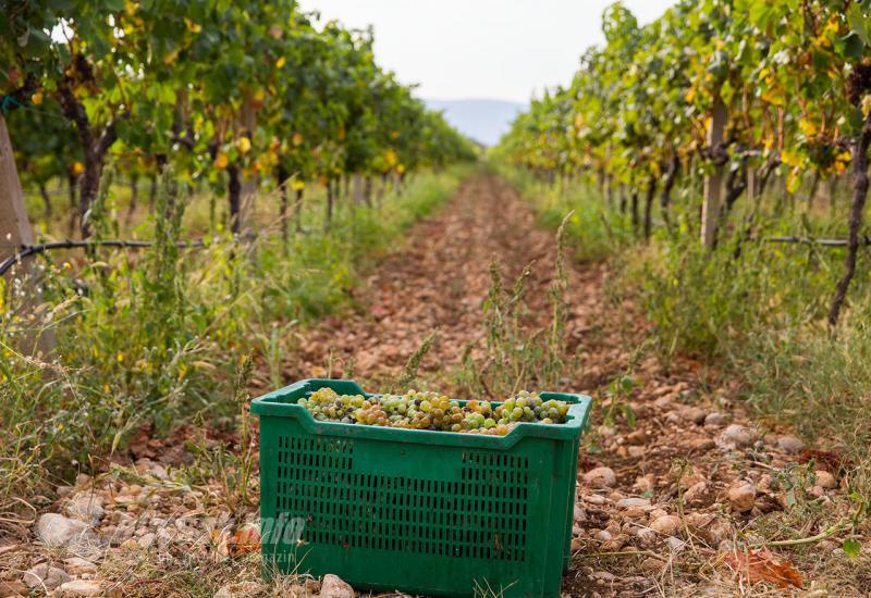 Najvažnije je da se grožđe u vinogradu ne gnječi i da do preše stigne neoštećeno - Carski vinogradi berba trganje grožđe vino vinova loza mostar