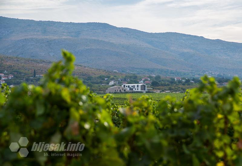 Grožđe se do prerade drži na hladnom, sjenovitom i prozračnom mjestu - Carski vinogradi berba trganje grožđe vino vinova loza mostar