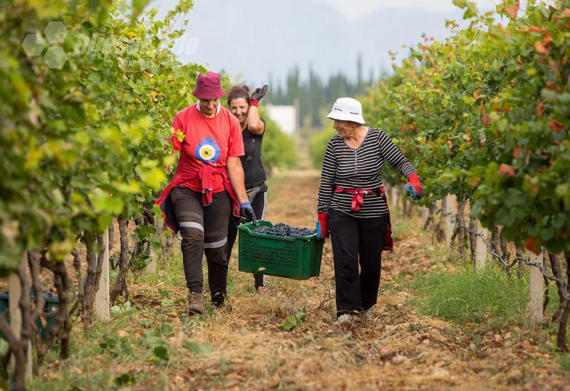 Grožđe se ručno trga u male gajbe kako bi se plodovi očuvali tijekom transporta do vinarije - Carski vinogradi berba trganje grožđe vino vinova loza mostar