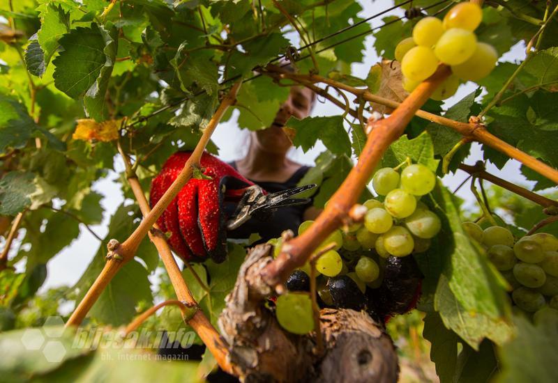 Berba grožđa na plantažama Vinarije Carski vinogradi  - Carski vinogradi berba trganje grožđe vino vinova loza mostar