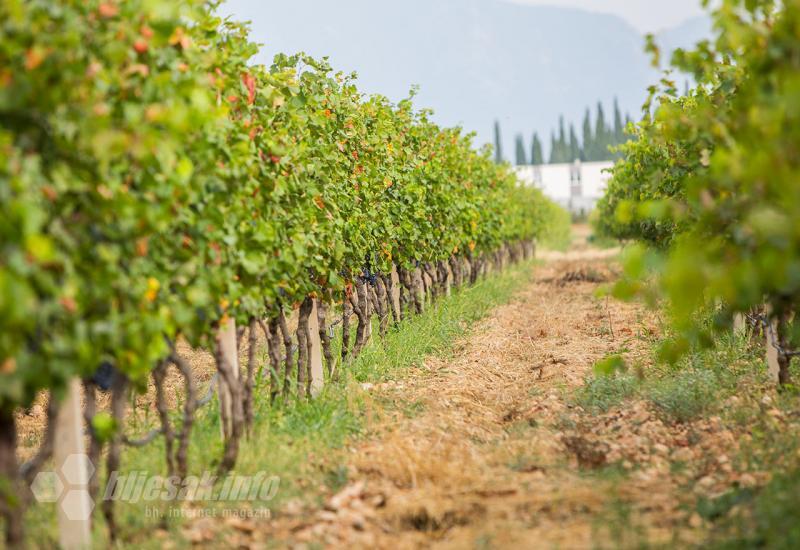 Carski vinogradi - Carski vinogradi berba trganje grožđe vino vinova loza mostar