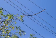 Kaos sa strujom na Panjevini: Električari žice razdvojili granama