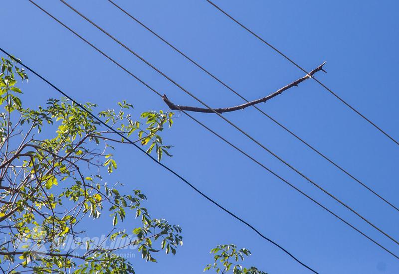 Kaos sa strujom na Panjevini: Električari žice razdvojili granama