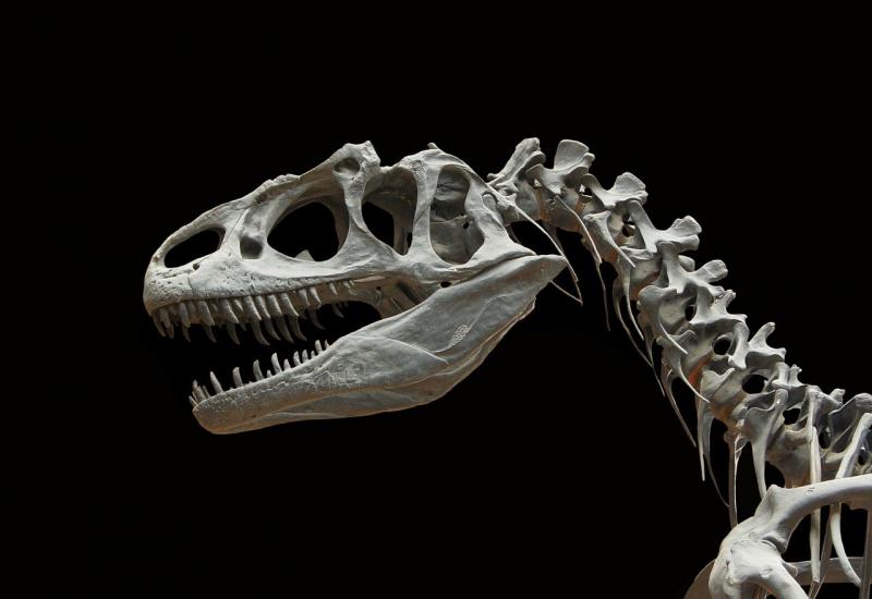 Skelet dinosaura prodan za 27,5 milijuna dolara