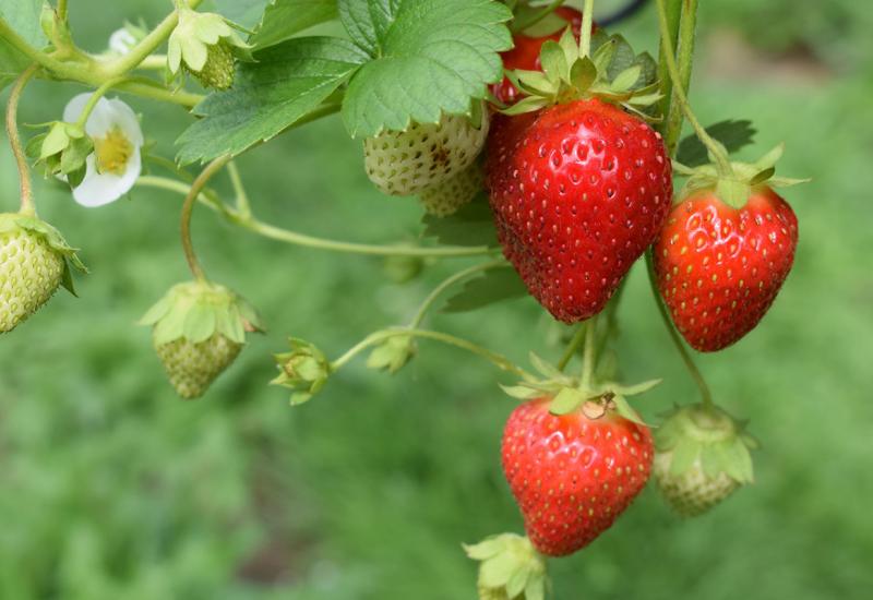 Smartberry: Bh. inovacija u proizvodnji jagoda