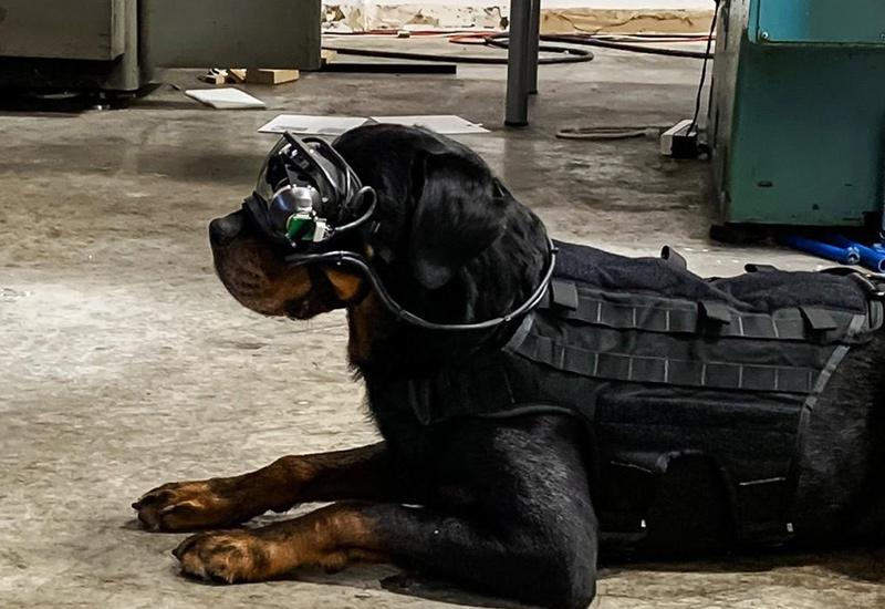 Testiraju se 'pametne naočale' za pse koji tragaju za eksplozivom