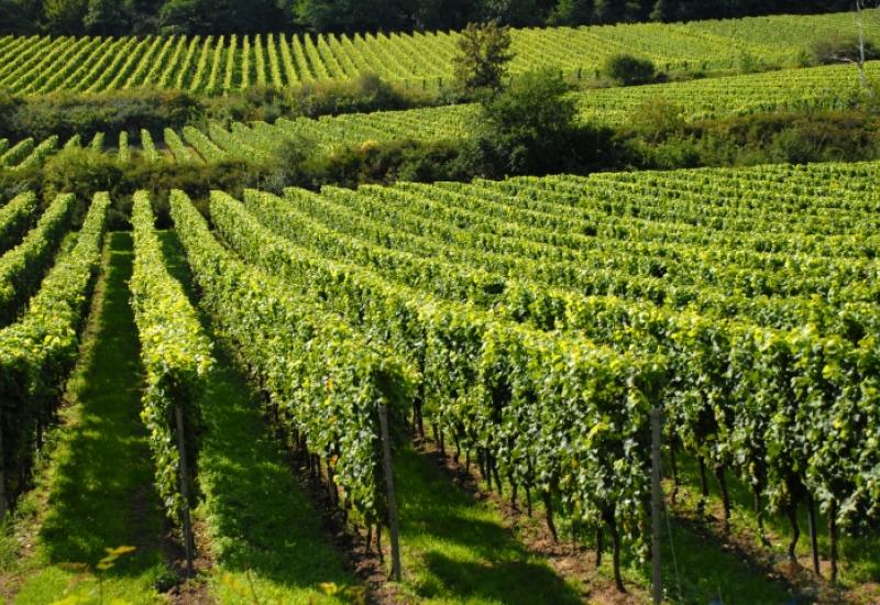 Na ljubuškoj 'plantaži' će ponovno niknuti vinogradi