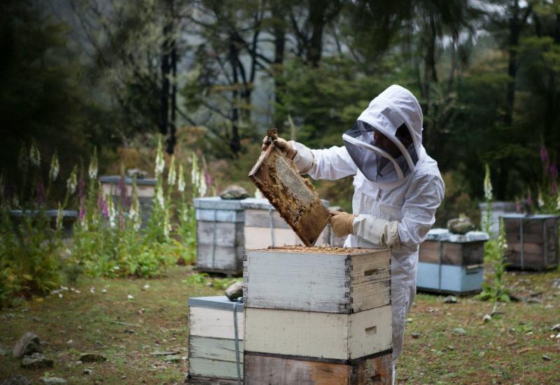 Hercegovački pčelari spremni za izvoz: Za kilogram pčelinjeg otrova 20.000 eura!