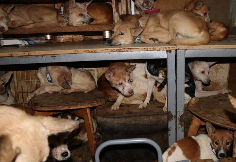 Psi pronađeni u malenoj kućici - U 30 kvadrata sa 164 psa